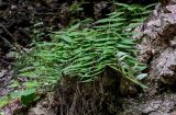 Scrophularia lateriflora. Плодоносящие растения. Чечня, Шатойский р-н, Нихалойские водопады, на скале. 26.07.2022.