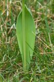 Muscari latifolium. Основание побега с листом. Краснодар, парк \"Краснодар\", Японский сад, в культуре. 21.03.2024.