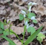 Cephalanthera longifolia. Верхушка цветущего растения. Абхазия, Гагрский р-н, с. Лдзаа, широколиственный лес. 11.04.2024.