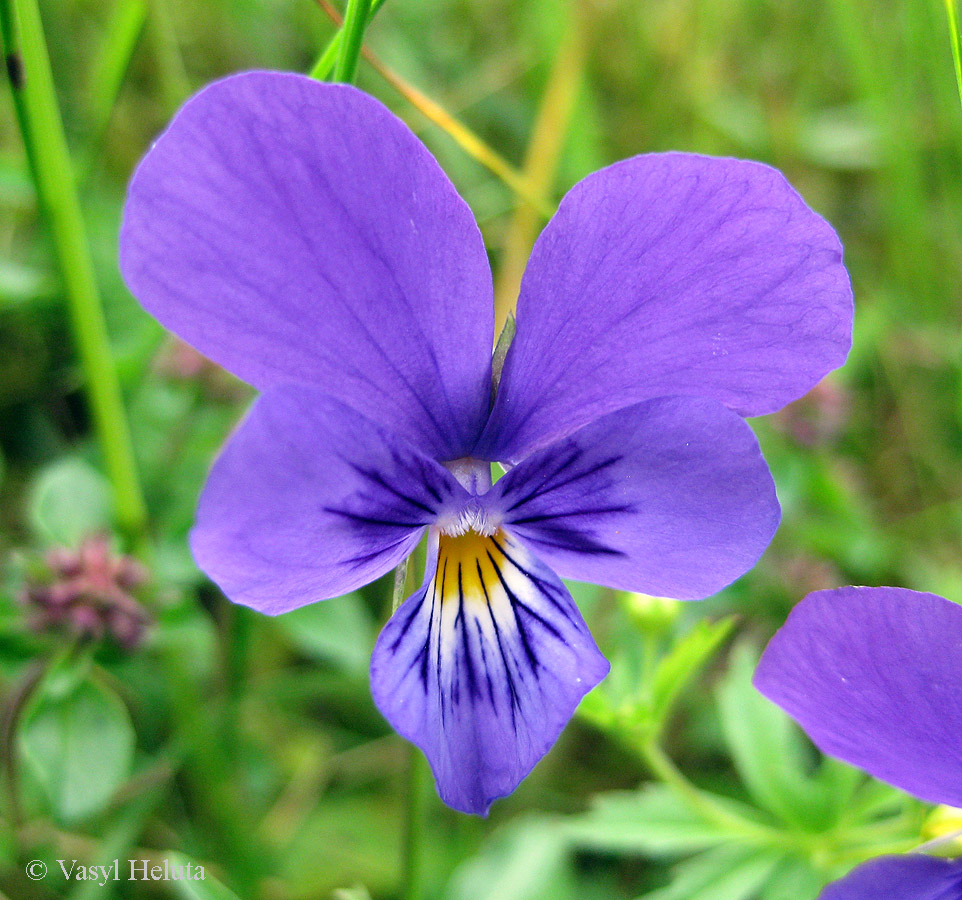 Изображение особи Viola declinata.