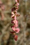 Atriplex aucheri