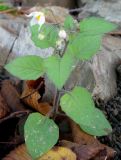 Solanum nigrum ssp. schultesii