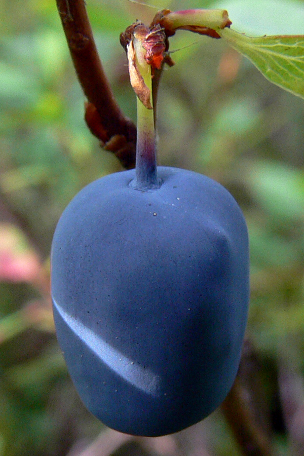 Изображение особи Vaccinium uliginosum.