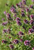 Thymus pulegioides