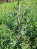 Delphinium elatum