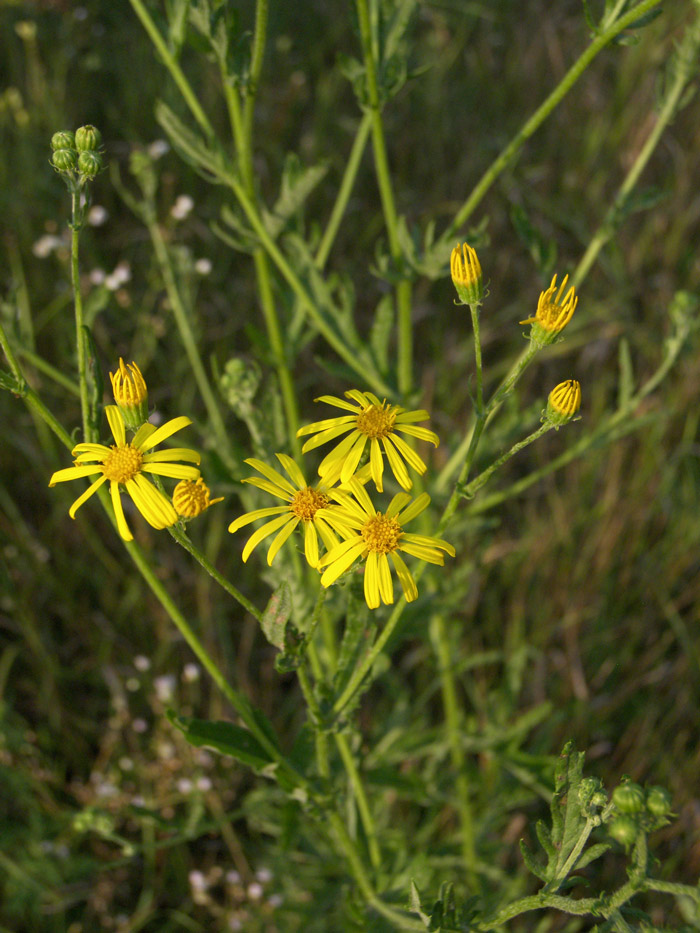 Изображение особи Senecio grandidentatus.