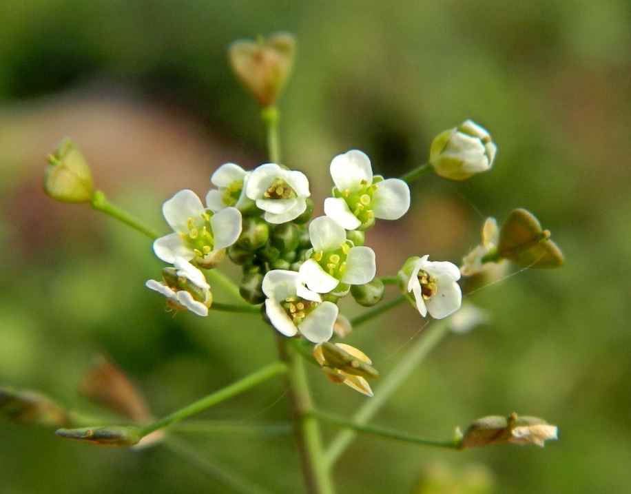 Изображение особи Capsella bursa-pastoris.