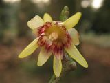 Chimonanthus praecox