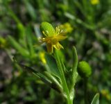 Ranunculus sceleratus. Верхушка побега с цветком. Испания, г. Валенсия, Альбуфера (Albufera de Valencia) на меже между рисовыми полями. 6 апреля 2012 г.