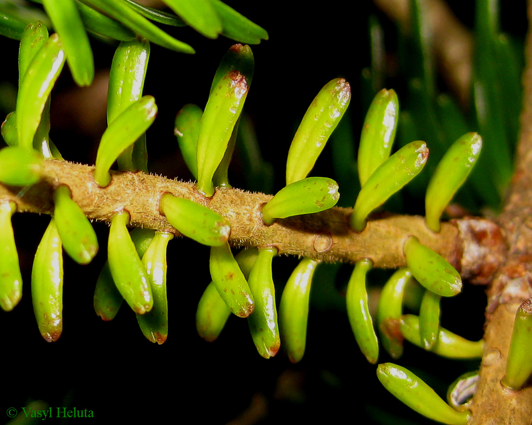 Image of Abies alba specimen.