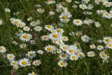 Leucanthemum vulgare