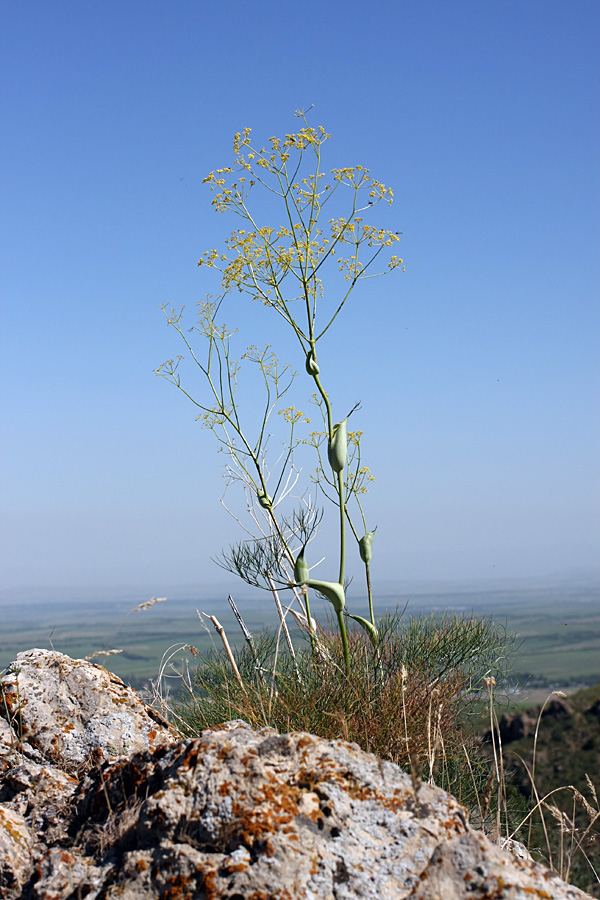 Изображение особи Ferula ugamica.