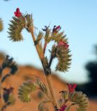 Echium angustifolium. Верхушка растения с соцветиями. Израиль, у южной окраины Ашдода, пески. 21.03.2014.
