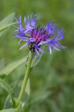 Centaurea montana