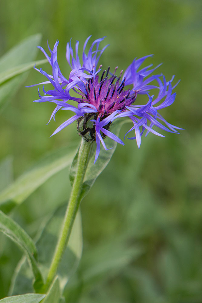 Изображение особи Centaurea montana.