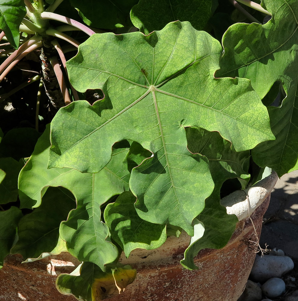 Изображение особи Jatropha podagrica.