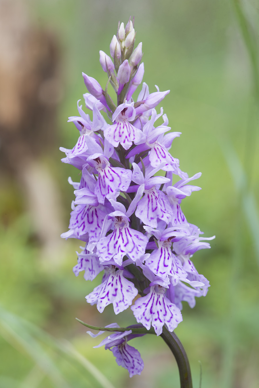 Изображение особи Dactylorhiza maculata.