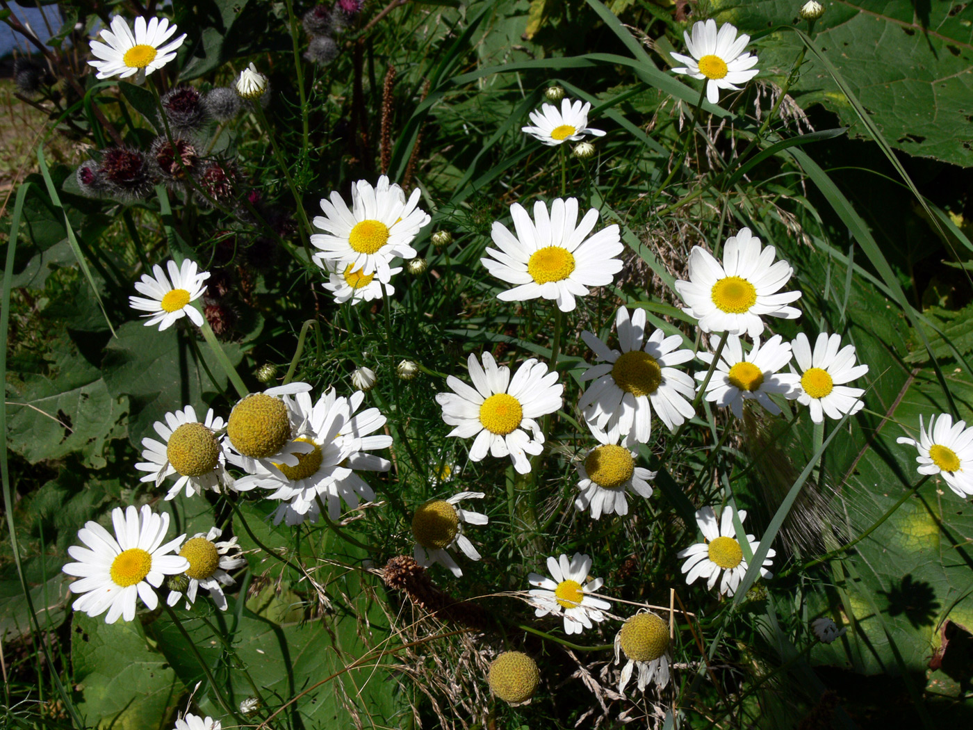 Изображение особи Tripleurospermum inodorum.