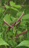 Lathyrus vernus