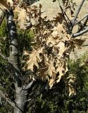 Quercus pyrenaica. Часть ствола и ветви с листьями в осенней окраске. Испания, Центральная Кордильера, нац. парк Сьерра-де-Гуадаррама, гранитный массив La Pedriza. Январь.