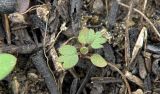 Potentilla argentea