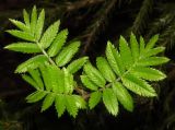 Sorbus aucuparia