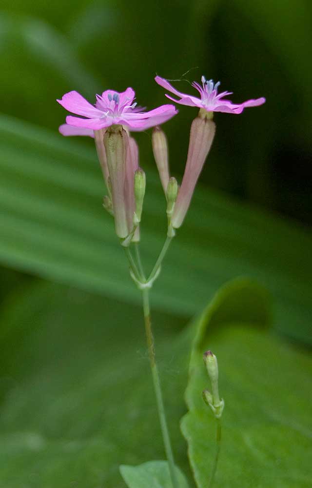 Изображение особи Silene armeria.