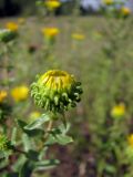 Grindelia squarrosa