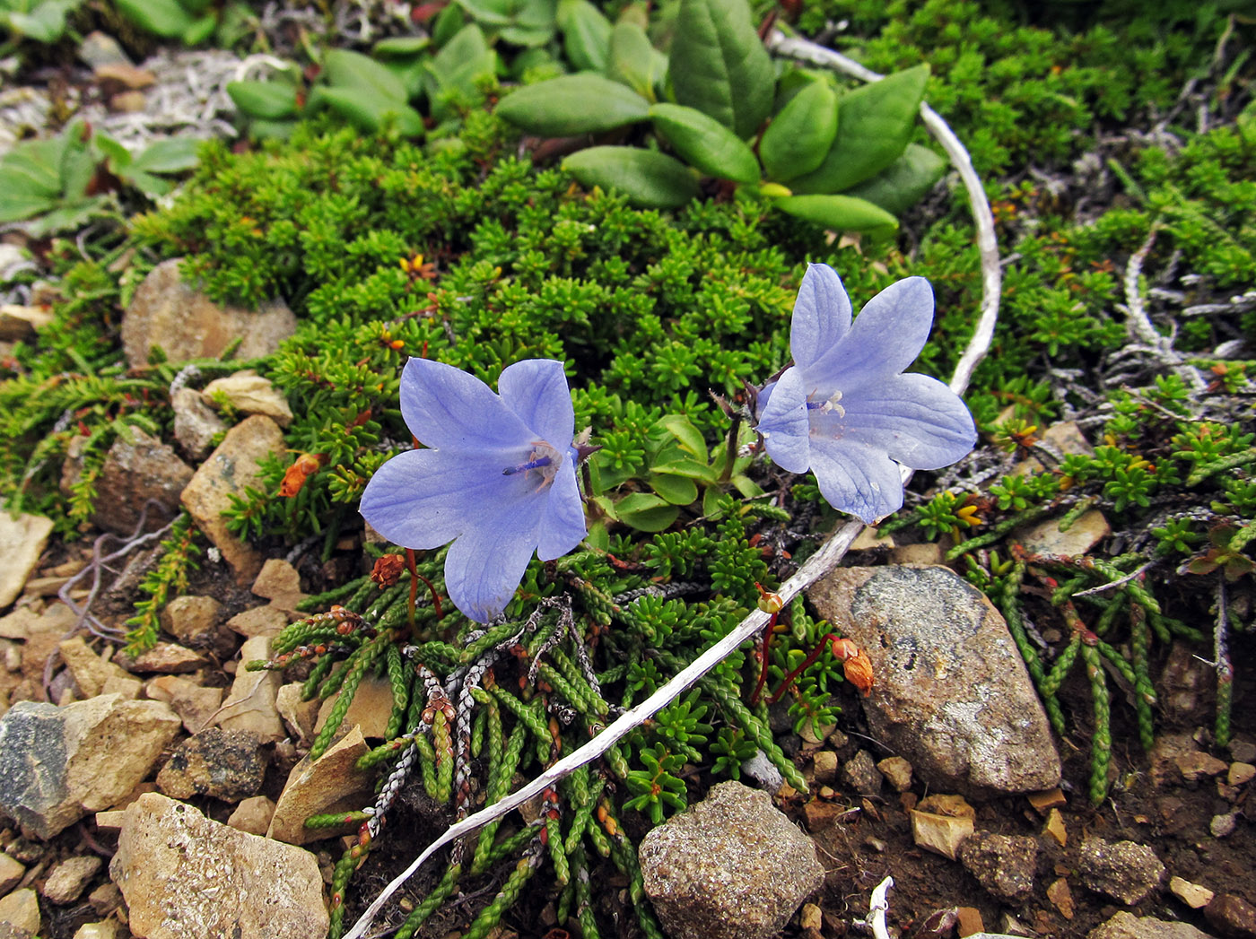 Изображение особи Campanula lasiocarpa.