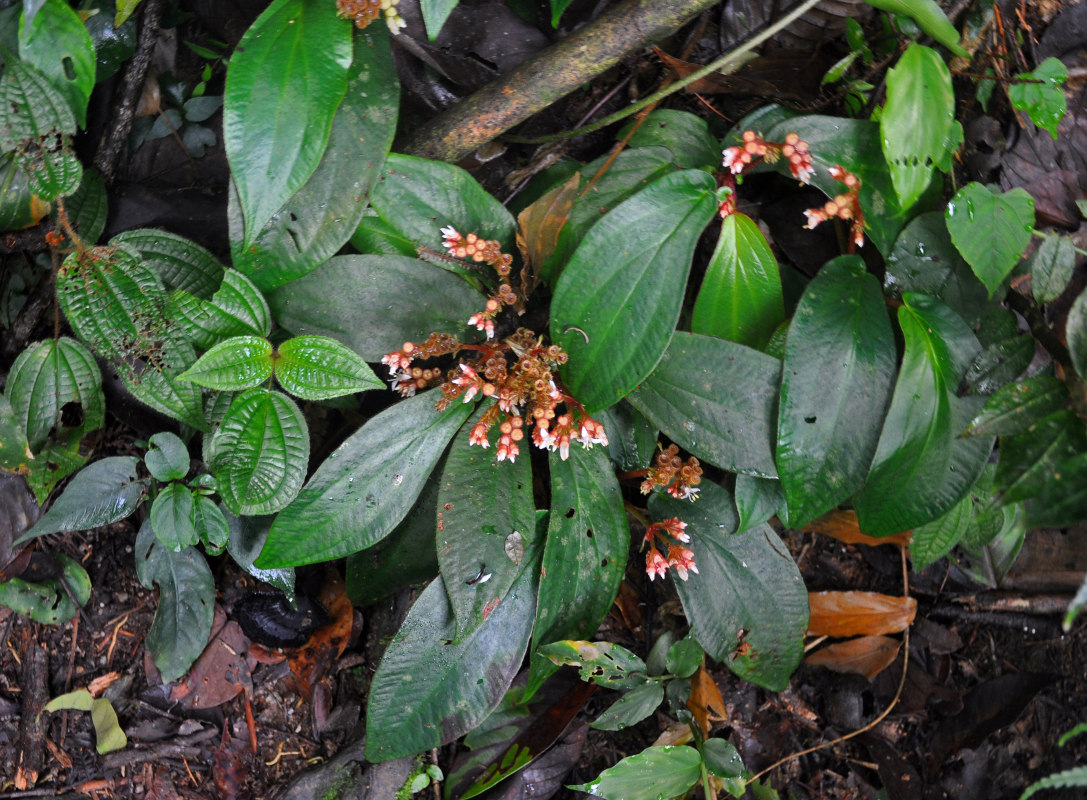 Изображение особи Sonerila begoniifolia.
