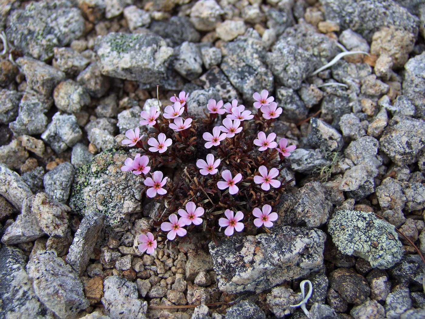 Изображение особи Douglasia ochotensis.