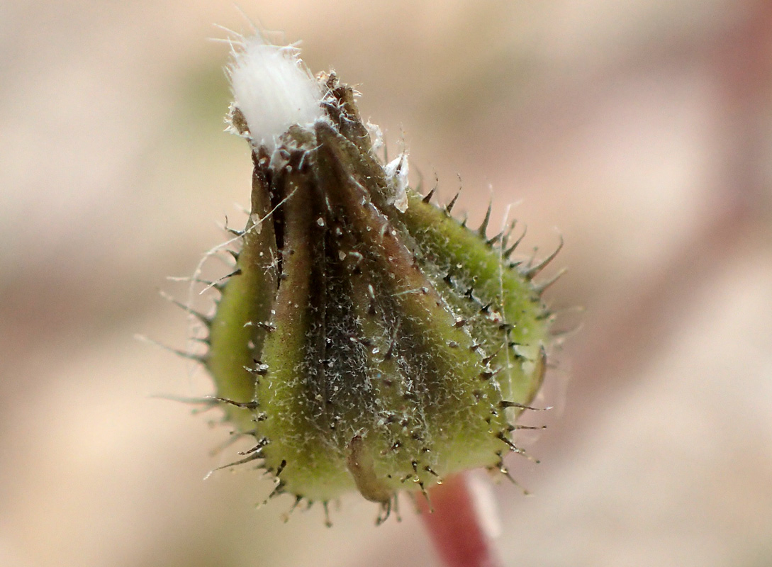Image of Crepis neglecta ssp. graeca specimen.