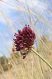 Allium sphaerocephalon