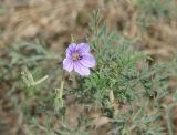 Erodium stephanianum. Верхушка растения с цветком и плодами. Иркутская обл., Усольский р-н, долина р. Китой, луг. 14.07.2018.