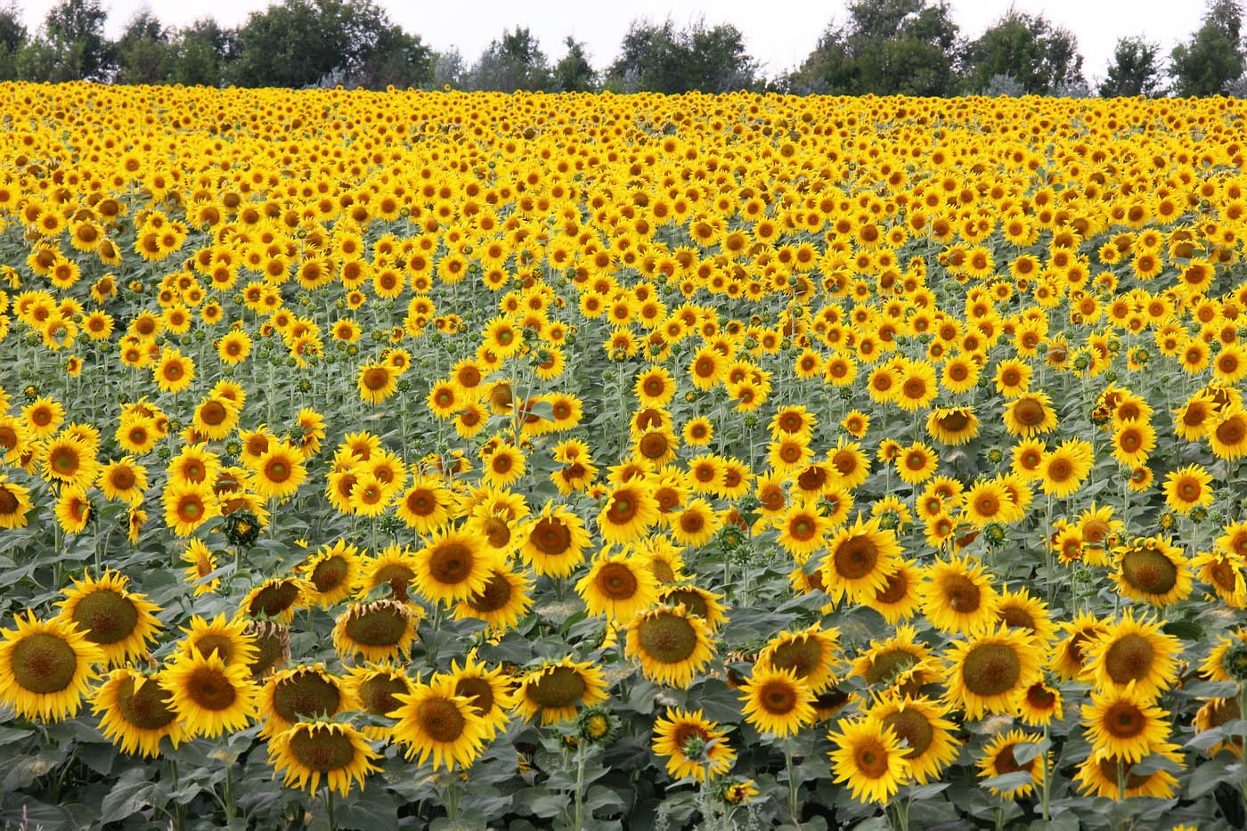 Изображение особи Helianthus annuus.