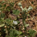 Filago pyramidata. Цветущее растение (в сообществе с Malva и Medicago). Узбекистан, Джизакская обл., Шараф-Рашидовский р-н, окр. пос. Курпасай, каменистое предгорье. 19.05.2019.