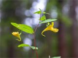 Impatiens noli-tangere. Верхушка побега с цветками и бутонами. Беларусь, Витебская обл., ландшафтно-гидрологический заказник \"Глубокский Мох\", опушка смешанного хвойно-широколиственного леса у обочины грунтовой дороги. 01.08.2019.