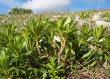 Daphne glomerata. Вегетирующее растение. Адыгея, Кавказский биосферный заповедник, склон горы Абадзеш, ≈ 2300 м н.у.м., альпийский луг. 28.06.2015.