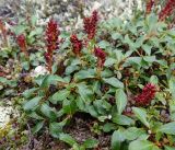 Salix sphenophylla