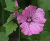 Malva trimestris