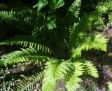 Polystichum aculeatum. Вегетирующее растение. Тверская обл., г. Тверь, Заволжский р-н, ботанический сад ТвГУ, в культуре. 1 июня 2019 г.