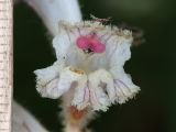 Orobanche crenata