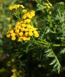 Tanacetum vulgare