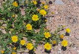 Glebionis coronaria