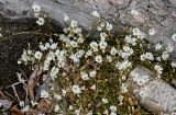 Cerastium regelii. Верхушки побегов с соцветиями. Красноярский край, Таймырский Долгано-Ненецкий р-н, плато Путорана, устье р. Кутарамакан, песчаный пляж, среди плавника. 23.07.2023.