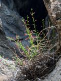 Scrophularia multicaulis. Цветущее растение. Хакасия, Ширинский р-н, окр. с. Ефремкино, скалы Тогыз-Аз, на скале. 07.06.2022.