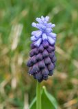 Muscari latifolium. Соцветие. Краснодар, парк \"Краснодар\", Японский сад, в культуре. 21.03.2024.