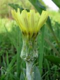 Scorzonera humilis. Соцветие. Окр. Смоленска, долина безымянного ручья. 21.05.2011.