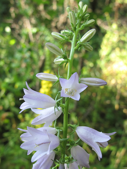 Image of Campanula bononiensis specimen.