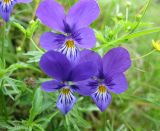 Viola declinata. Цветки. Украина, Закарпатская обл., Тячевский р-н, северно-восточные окр. с. Лопухов , перевал Легионов, луг. 21 июня 2011 г.